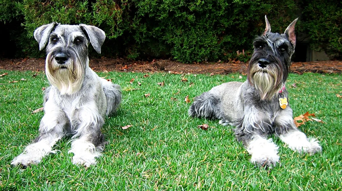 Several Standard Schnauzers standing together