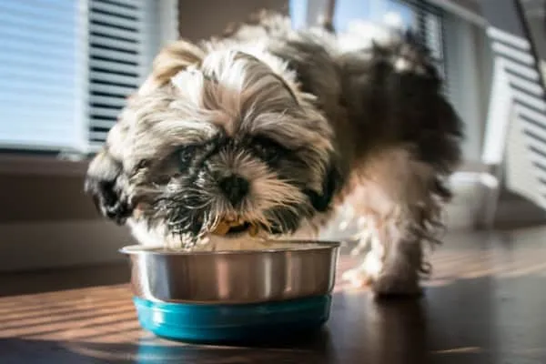Shih Tzu dog eating from a food bowl, illustrating how dietary changes can help manage food allergy symptoms.