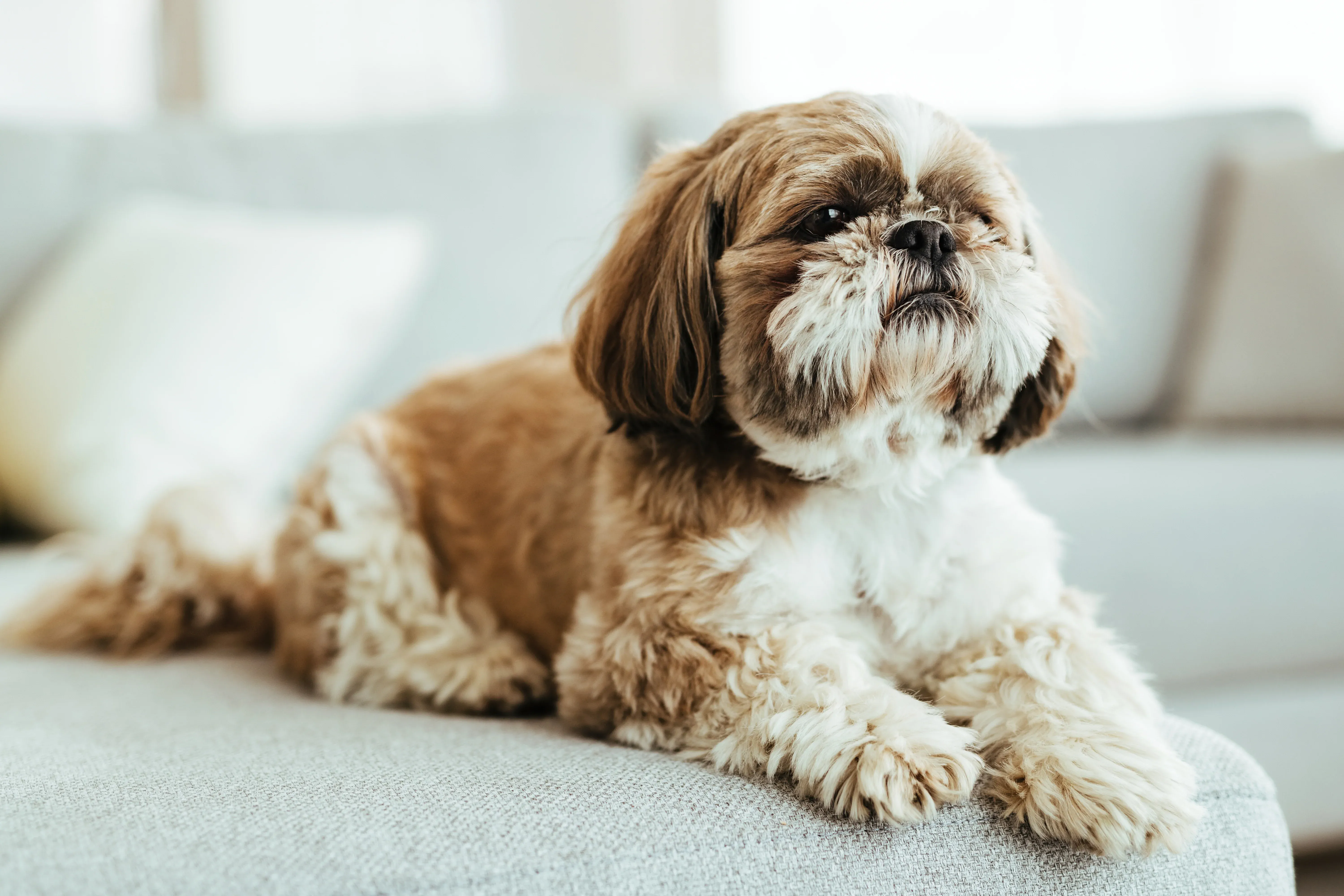 Shih Tzu relaxing on living room sofa