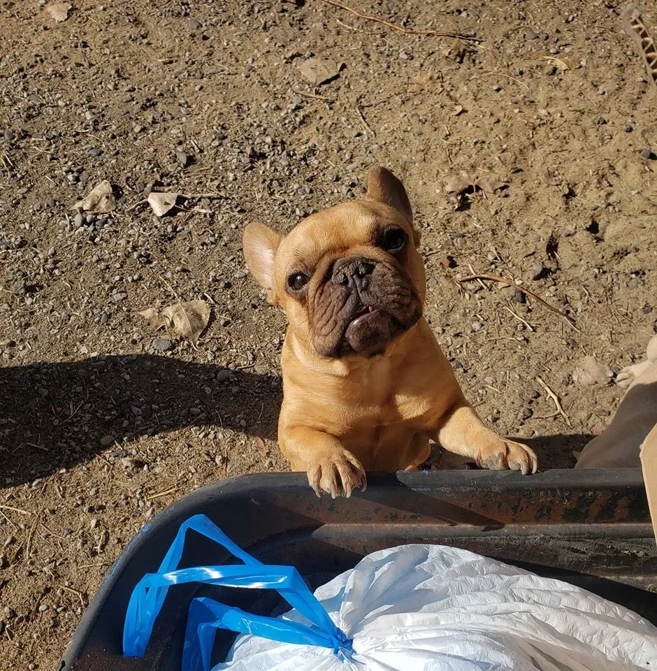 Show-quality pocket French Bulldog adult with milk reference