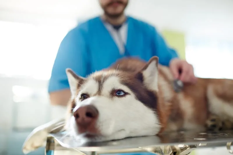 Signs of a dog experiencing bowel obstruction symptoms, showing discomfort and bloating