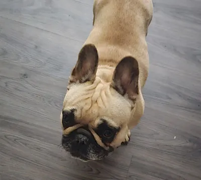 Simply Kind Sage French Bulldog Breeding Review Image