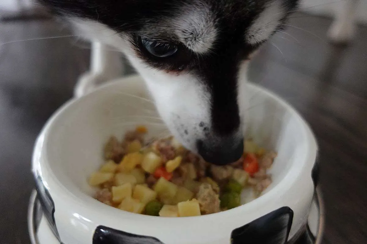 Skye eats Nom Nom