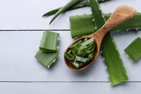 Slices of aloe vera with skin care products