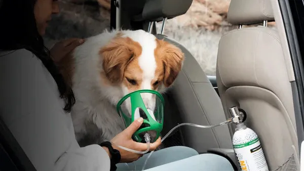 Small dog receiving oxygen therapy in a car