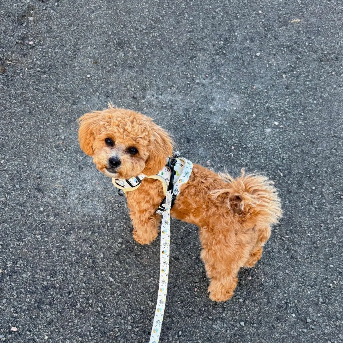 Small dog walking with a Bee-utiful Summer no-pull harness - no pull harness for small dogs UK