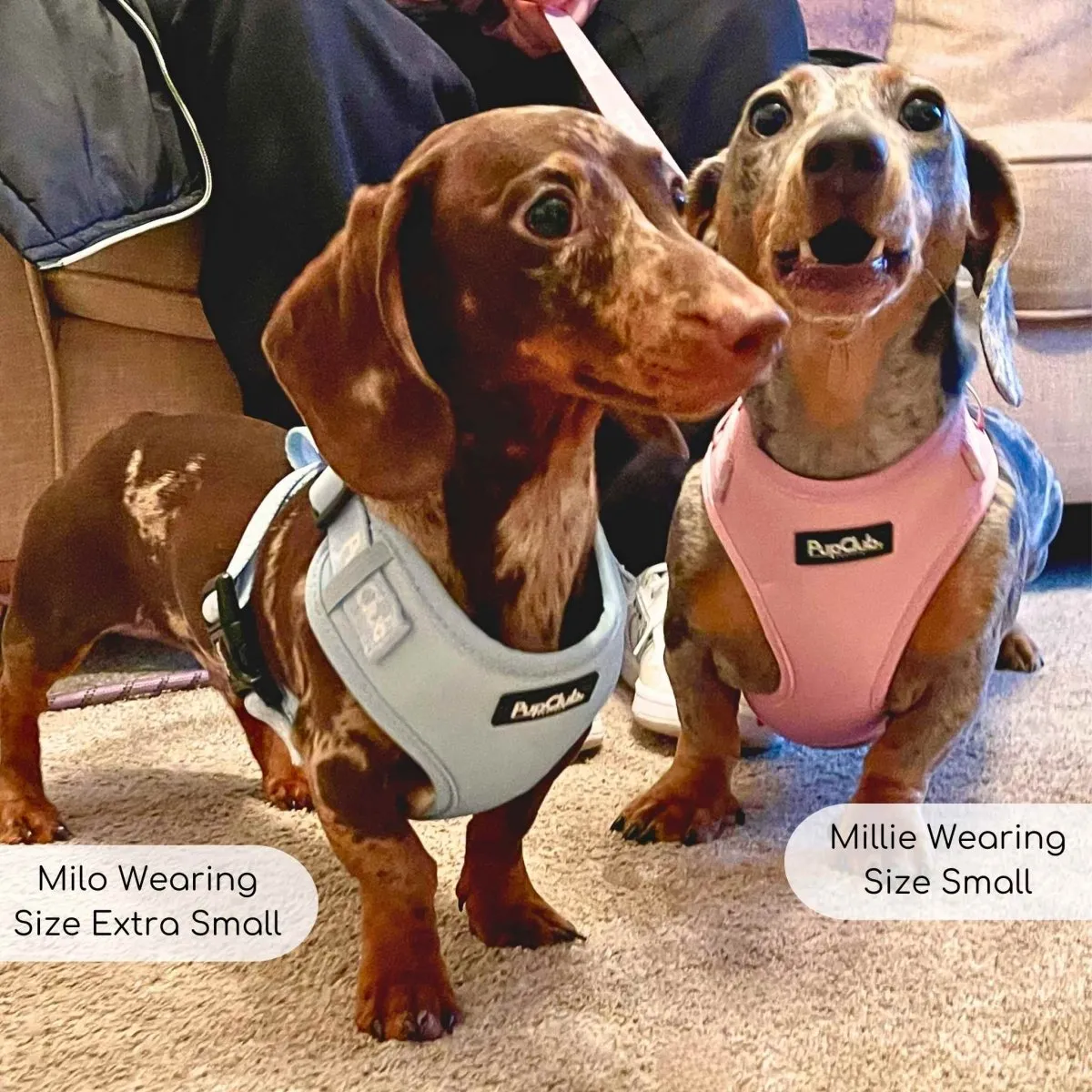 Small dog wearing a classic adjustable pastel dachshund harness - escape proof small dog harness UK