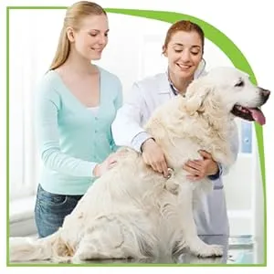 Smiling Veterinarian examining happy dog