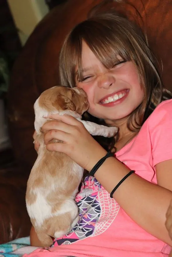 Socialized Basset Hound puppy ready for a loving home