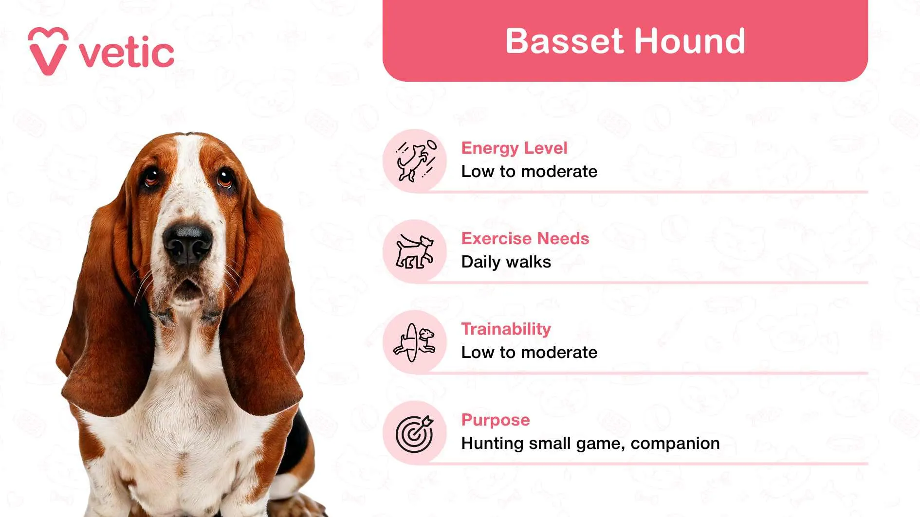 Soulful Basset Hound with droopy ears, gentle family companion in India