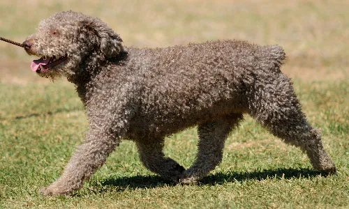 Spanish Water Dog