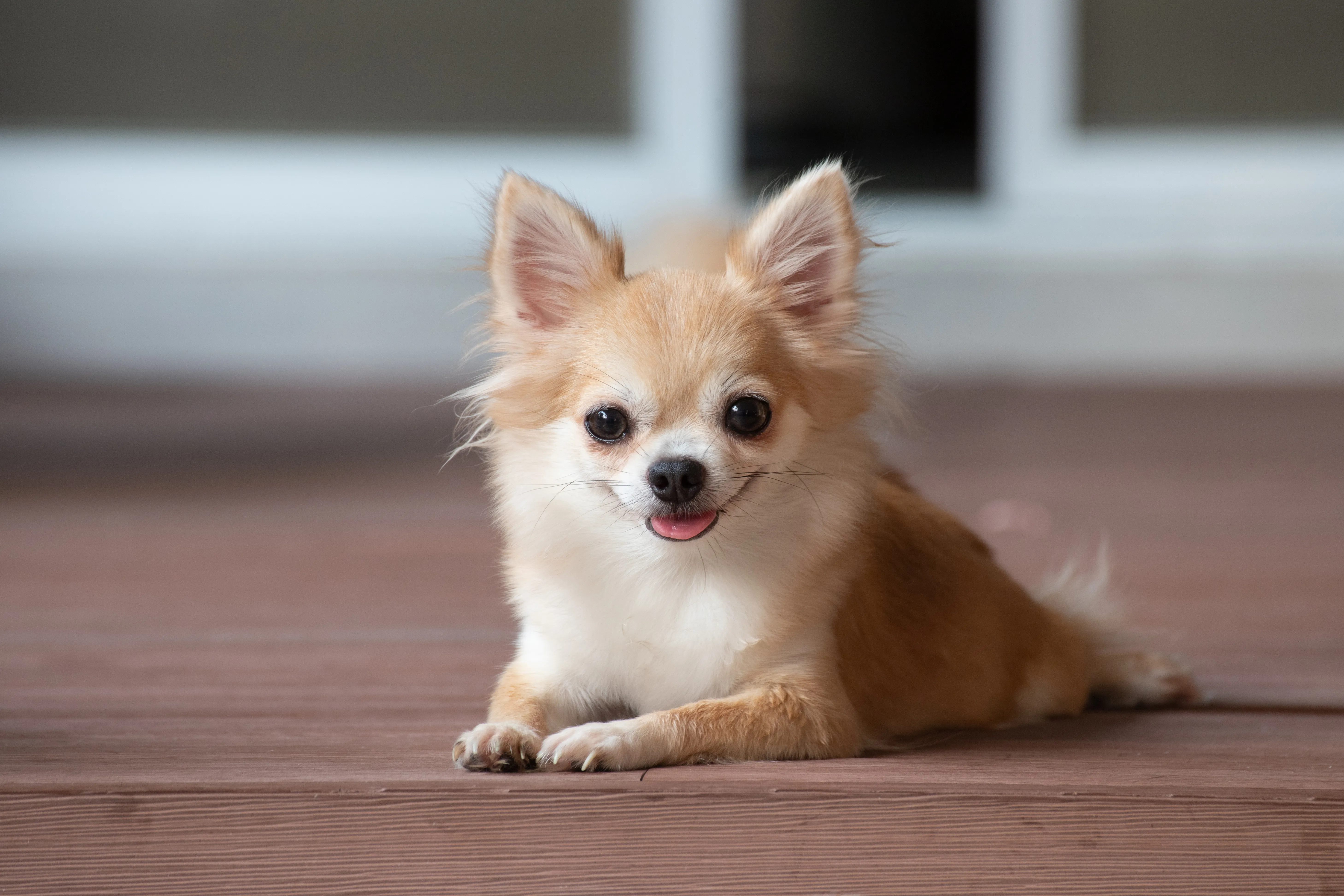 Spunky Chihuahua posing confidently for Nashville vets