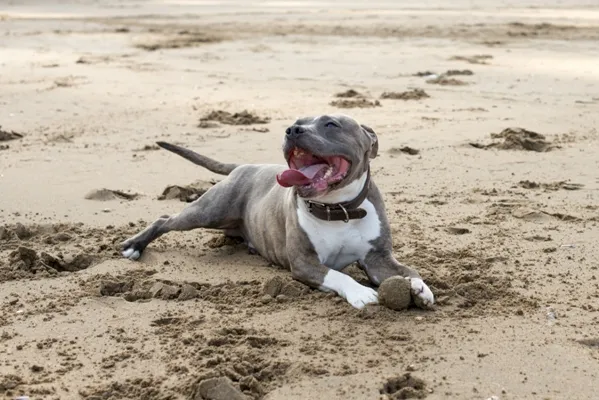 Staffordshire Bull Terrier Bow Wow Meow Pet Insurance
