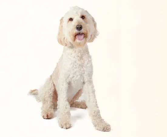 Standard Poodle looking attentive
