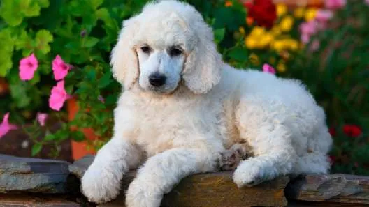Standard Poodle puppy on a garden wall