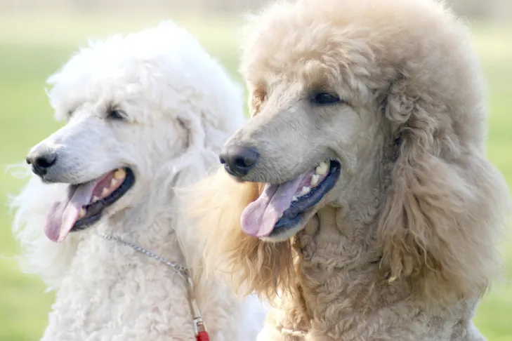 Standard Poodles head portrait outdoors.