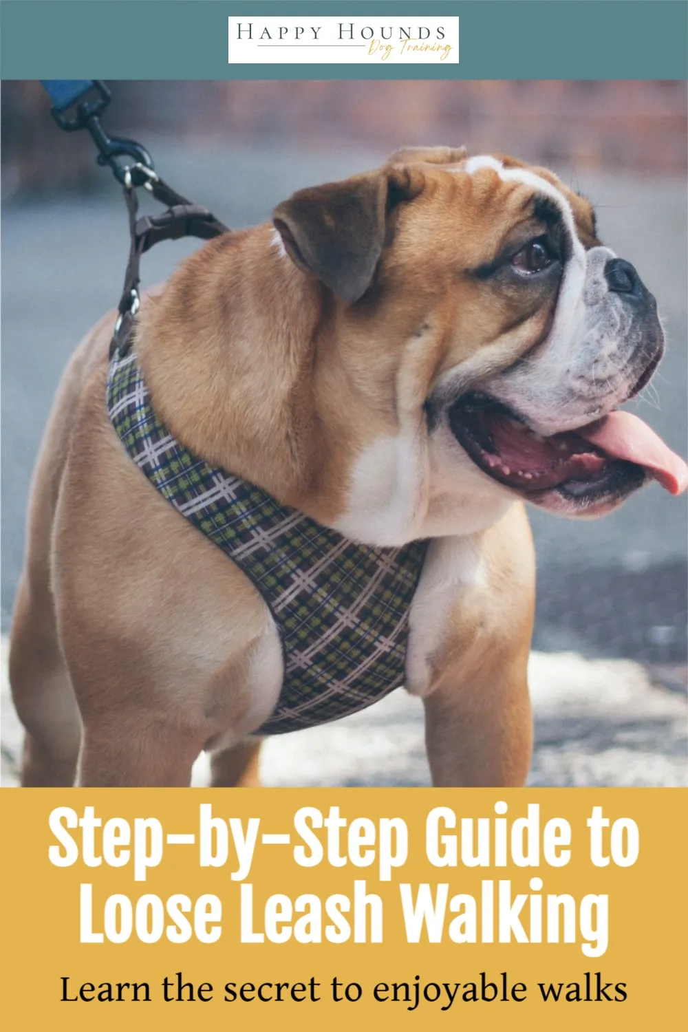 Step-by-step guide to loose leash walking