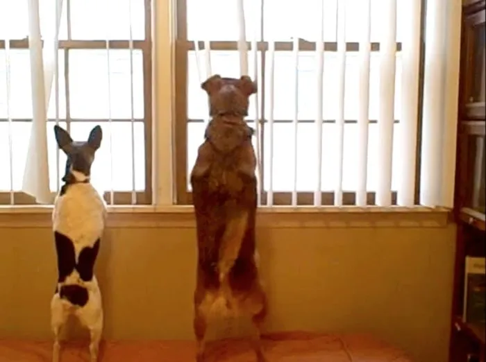Summer and Cricket barking intensely at a pedestrian through a window
