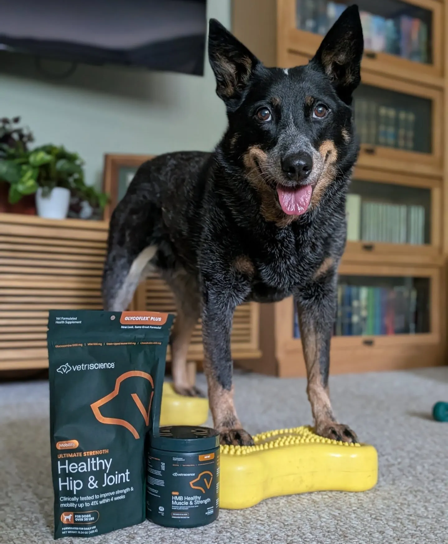 Supporting dog joint health through lifestyle choices in 2021