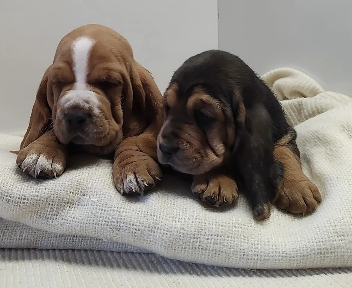 Sweet Basset Hound close-up