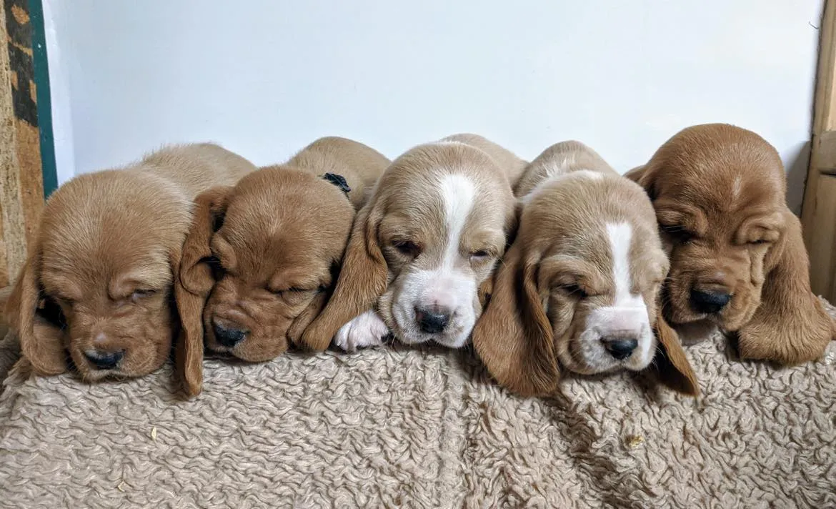 Tan basset hound puppies on a tan towel