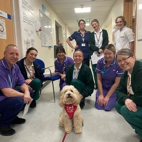 Teddy the Toodle receives affectionate pets from a person wearing medical scrubs, demonstrating his comforting presence in a hospital environment.
