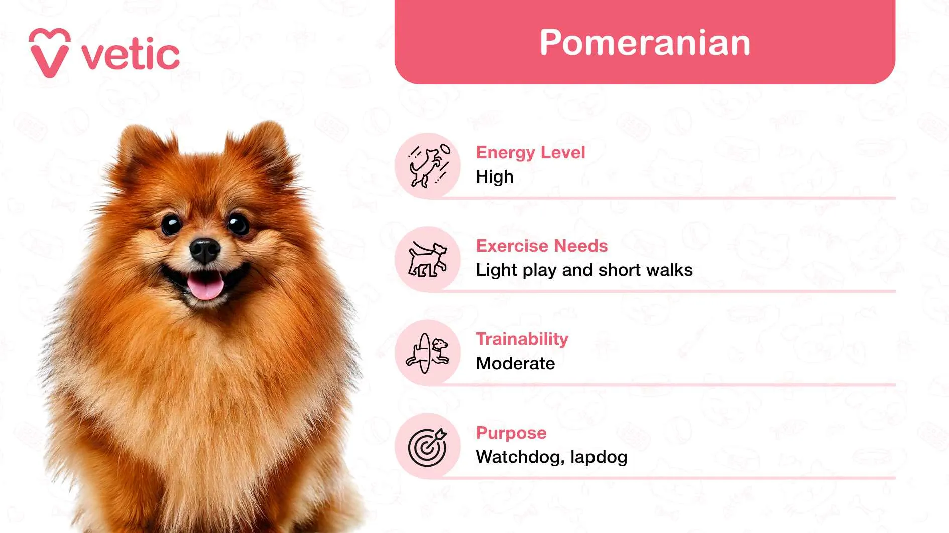 The image captures a Pomeranian, celebrated as a family and kid-friendly dog breed in India, owing to its cheerful and affectionate temperament.