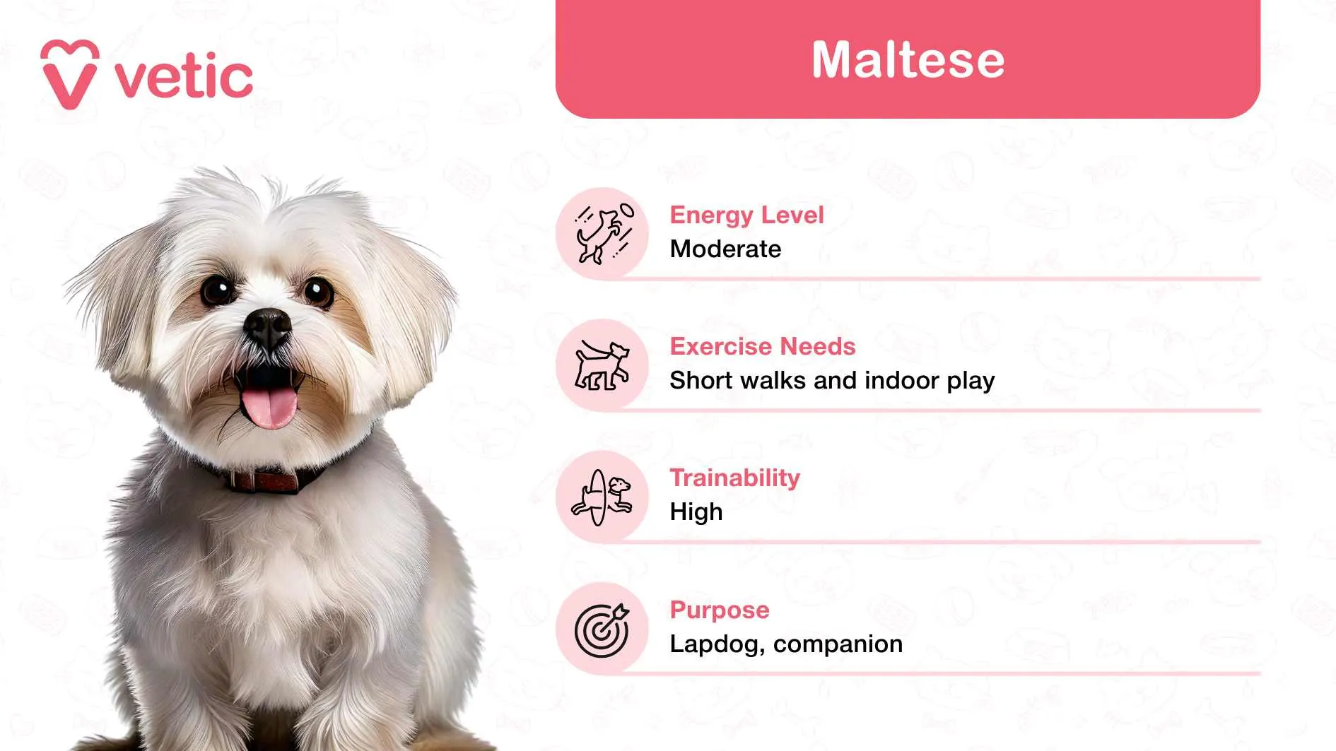 The image depicts a Maltese, recognized as a family and kid-friendly dog breed in India, due to its affectionate and playful nature.