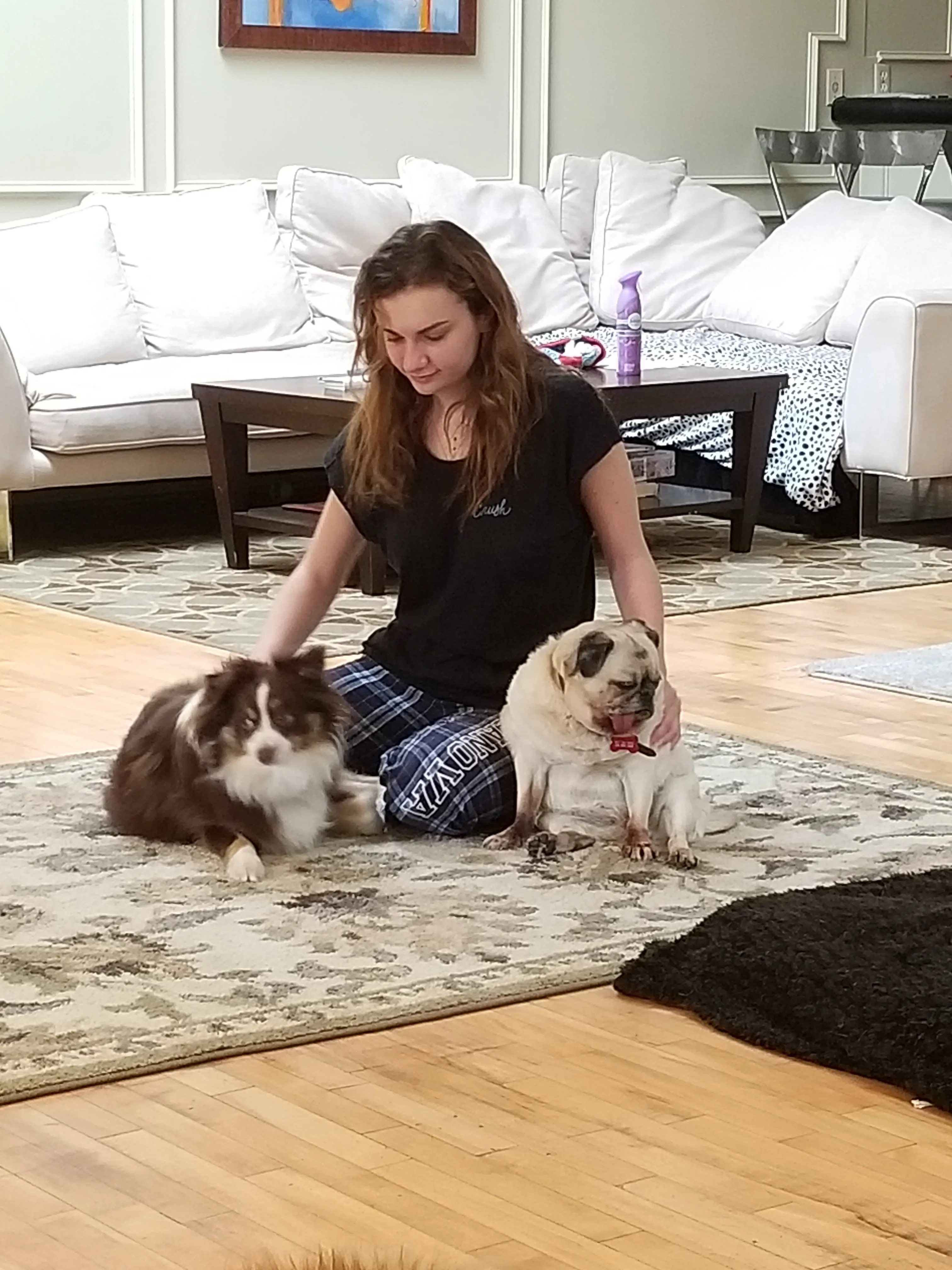 The photo shows a mini-Australian Shepherd and a Pug and young woman in between them petting them both.