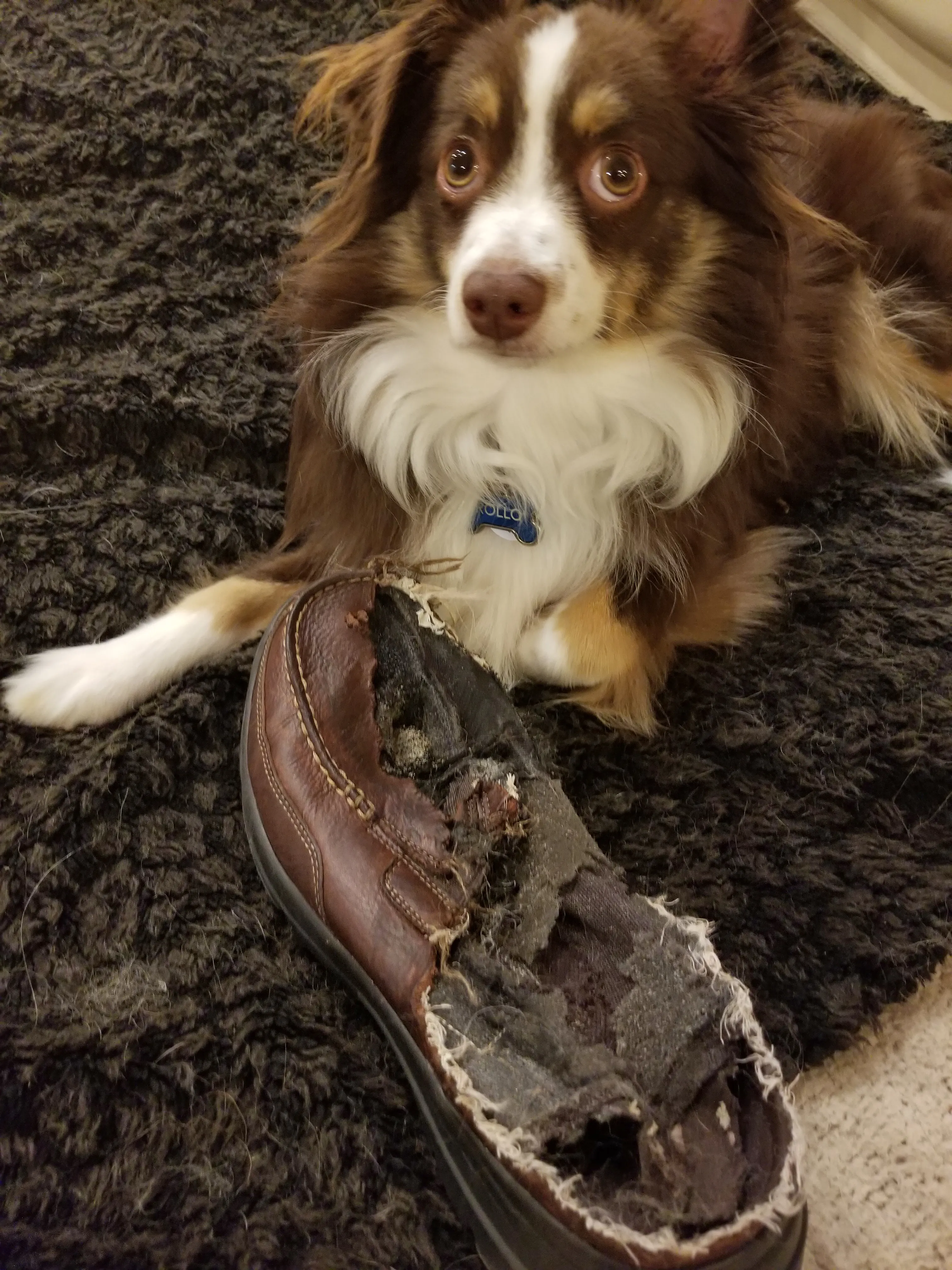 The photo shows a mini-Australian Shepherd looking into the camera. He is next to a chewed-up shoe.