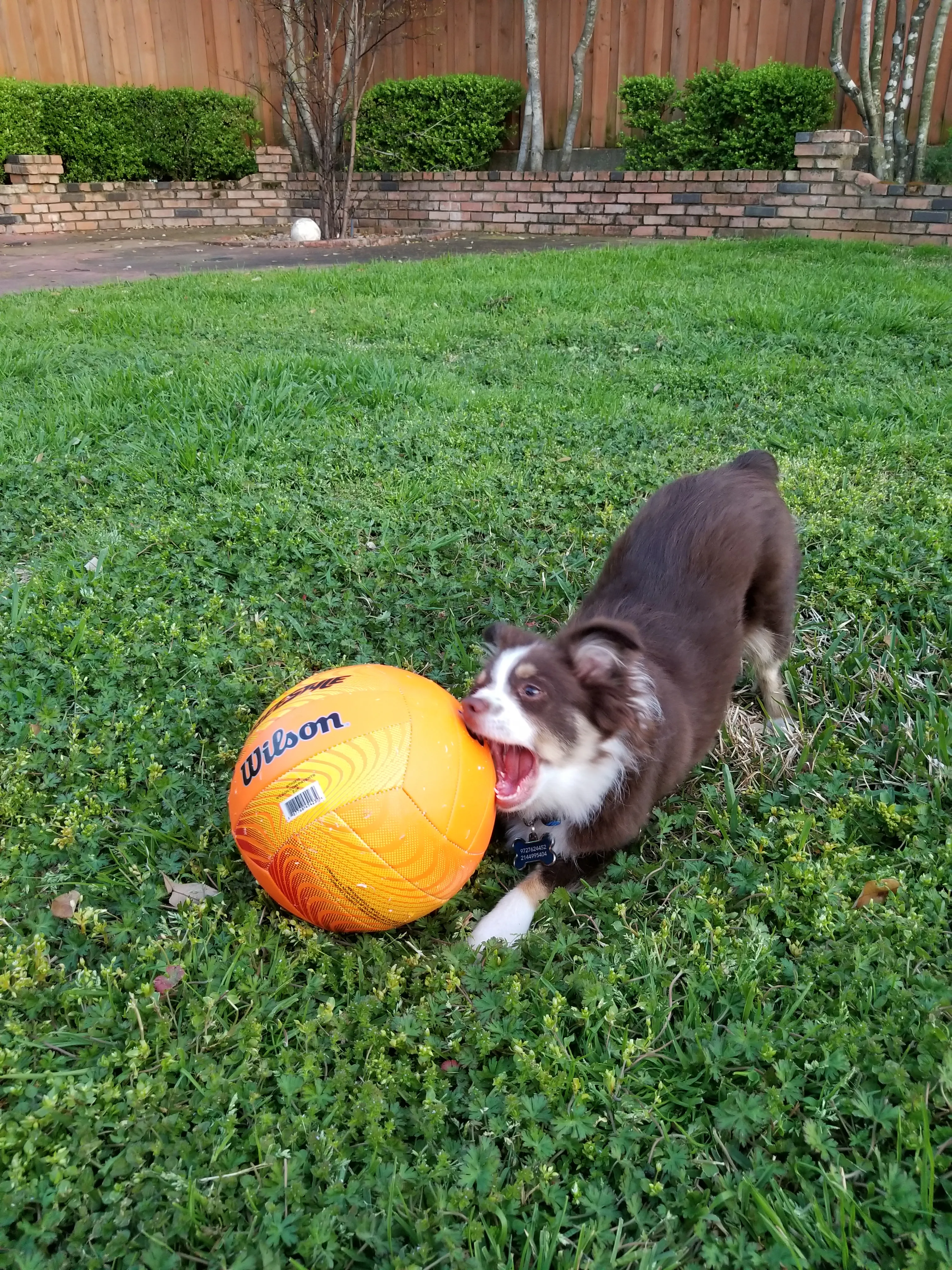 The photo shows a mini-Australian Shepherd puppy biting an orange volleyball.