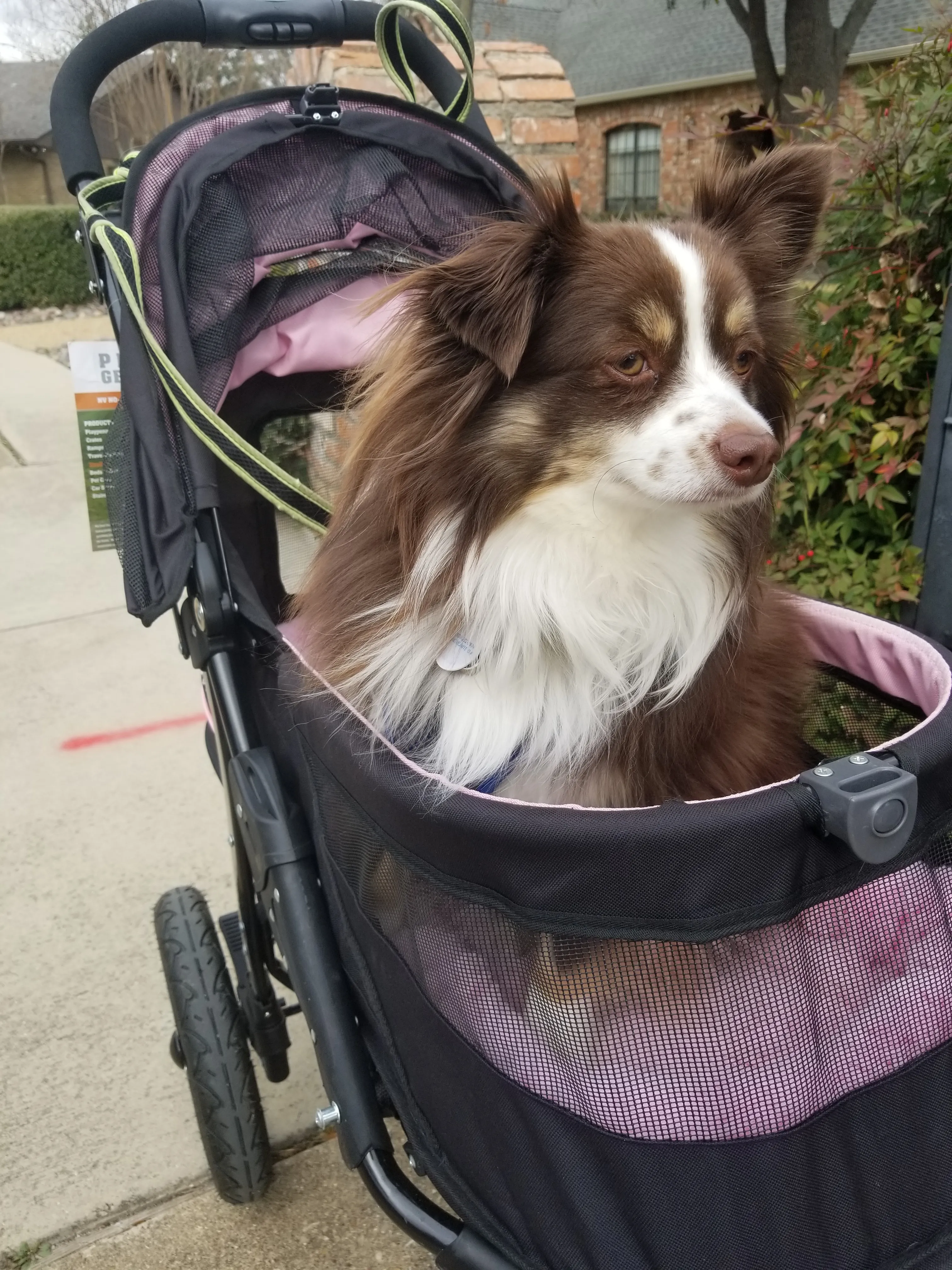 The photo shows a mini-Australian Shepherd sitting in a stroller.