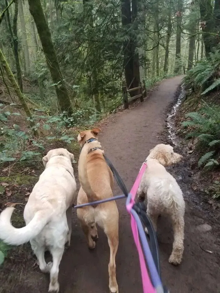 Three dogs on a forest trail with their professional dog walker, enjoying fresh air and exercise