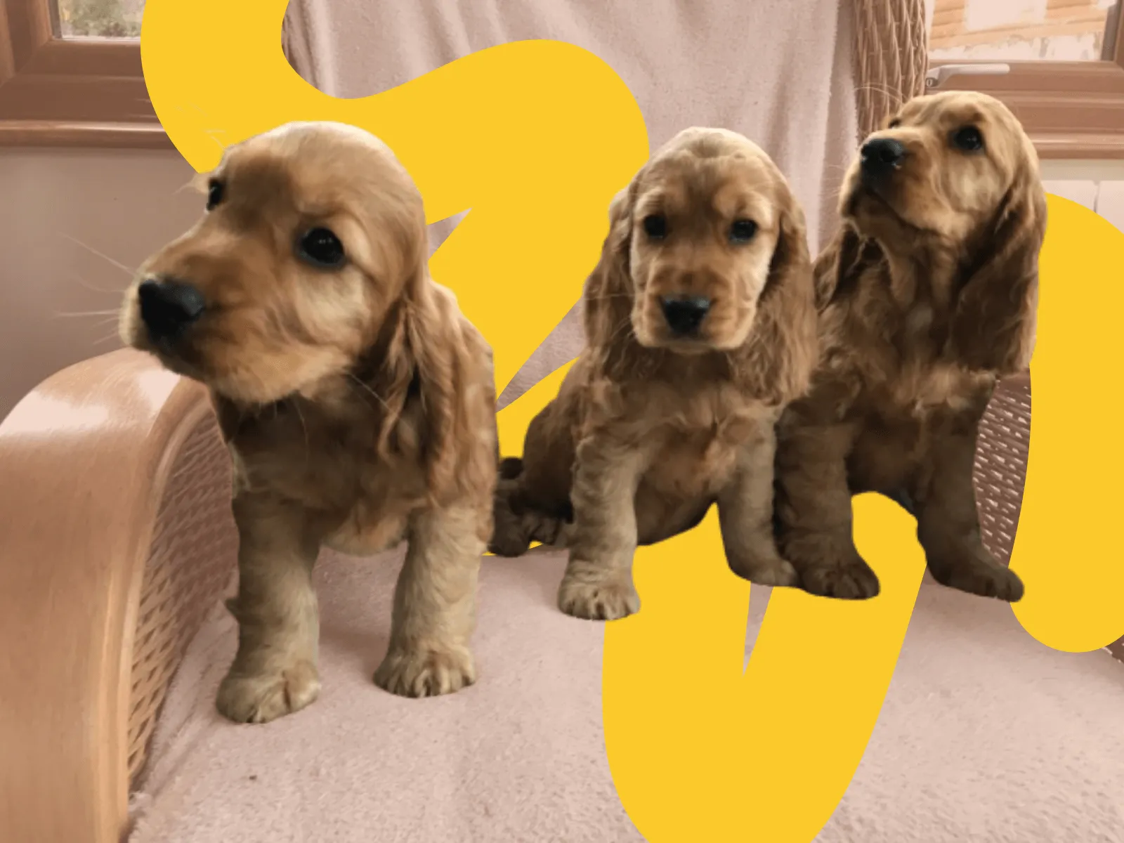 three puppies sat on armchair