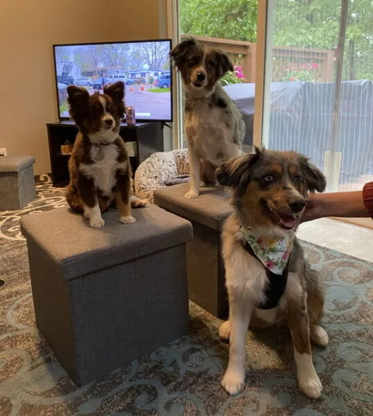 Three Toy Aussies from farm keeping family tradition