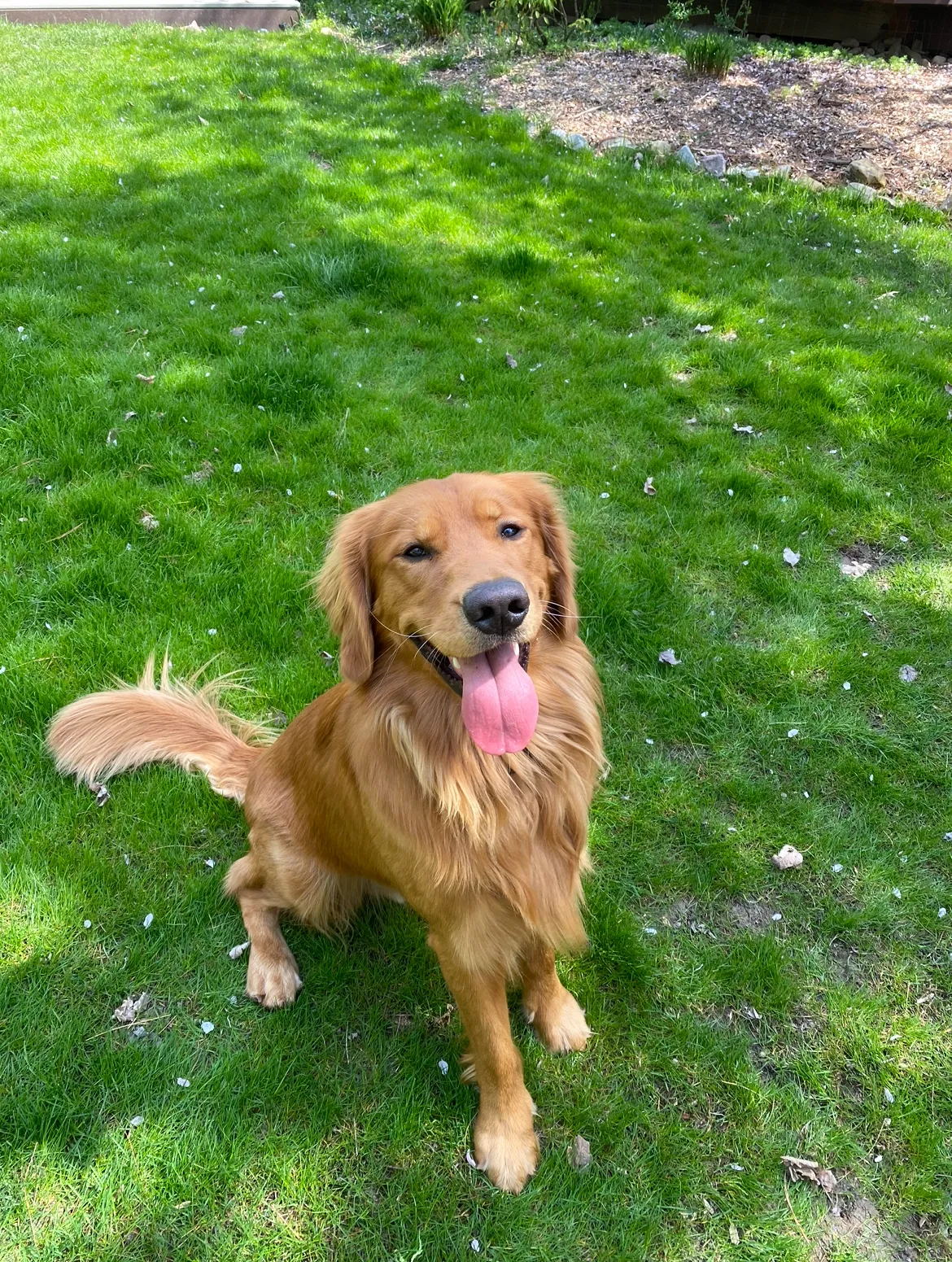 Three-year-old Golden Retriever Theo enjoying playtime with his favorite squeaky toy