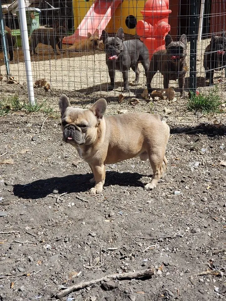 Tiny pocket French Bulldog puppy at 8 weeks old