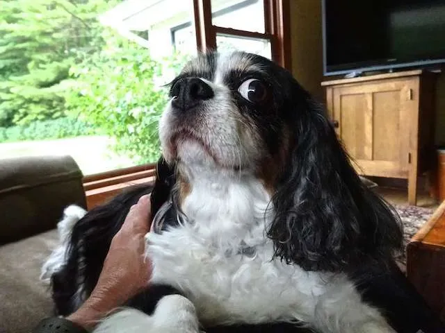 Tootsie looking horrified at the idea of outdoor pottying