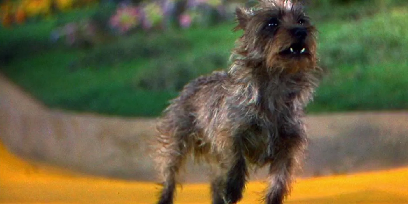 Toto standing on the Yellow Brick Road in The Wizard of Oz