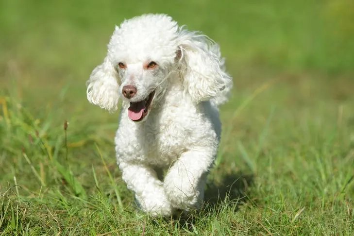 Toy Poodle running in the grass