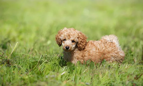 Toy Poodle