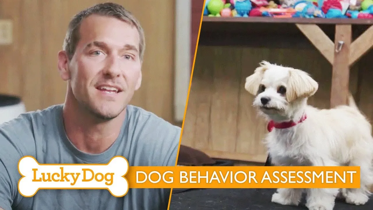 Trainer using pulley system to teach 'off' command to jumping dog