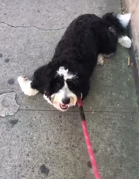 Treats always work.