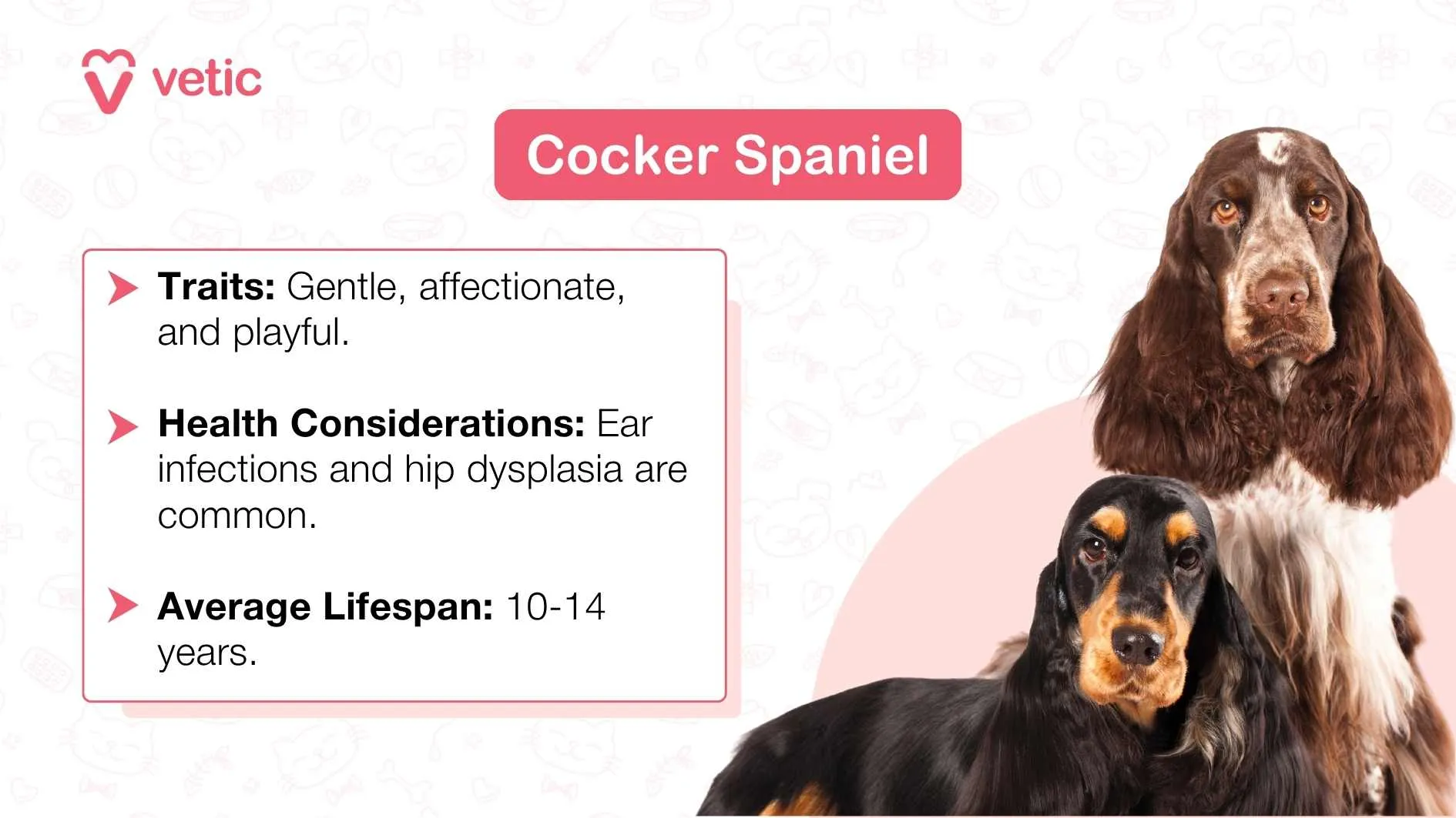 Two Cocker Spaniel dogs.