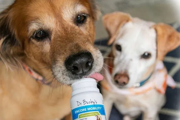 Two dogs getting looking at a supplement bottle as an option for natural pain relief