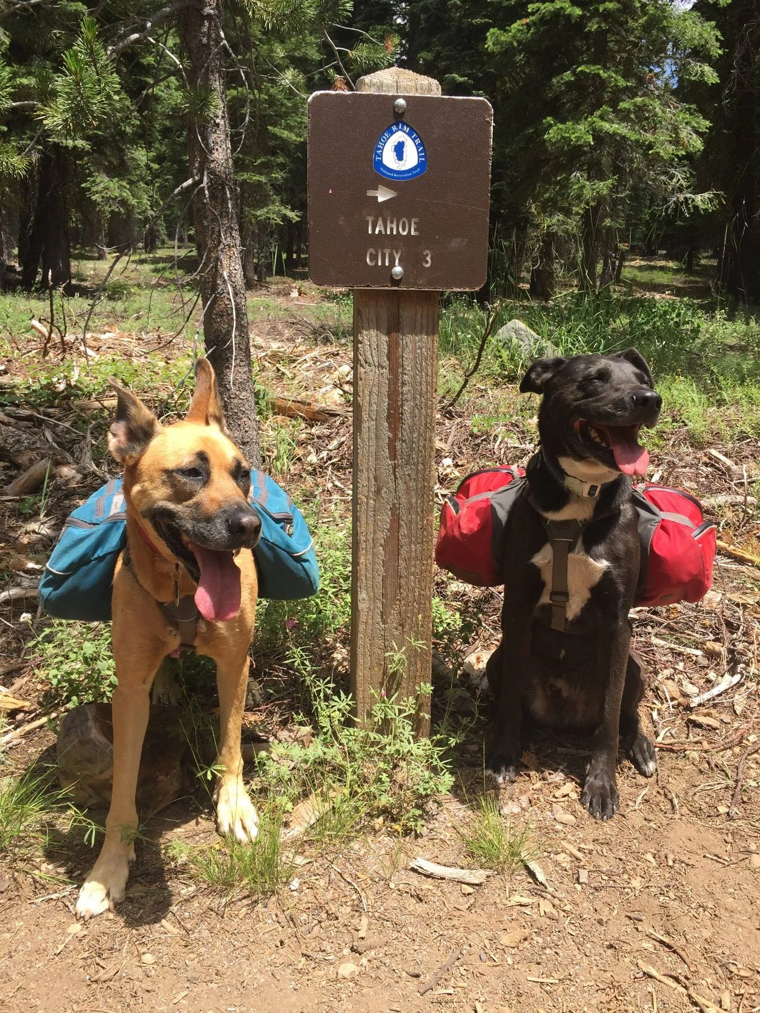 Two dogs wearing Ruffwear dog packs sit in front of a Lake Tahoe hiking sign.