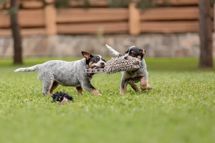 Two energetic Australian Cattle Dog puppies engage in play with a red toy on a vibrant green lawn in a backyard.