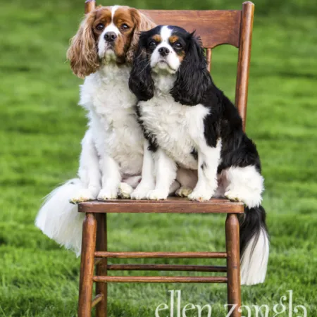 Two playful King Cavalier Terriers, Dude and Bogey, wrestling affectionately in a sunlit backyard