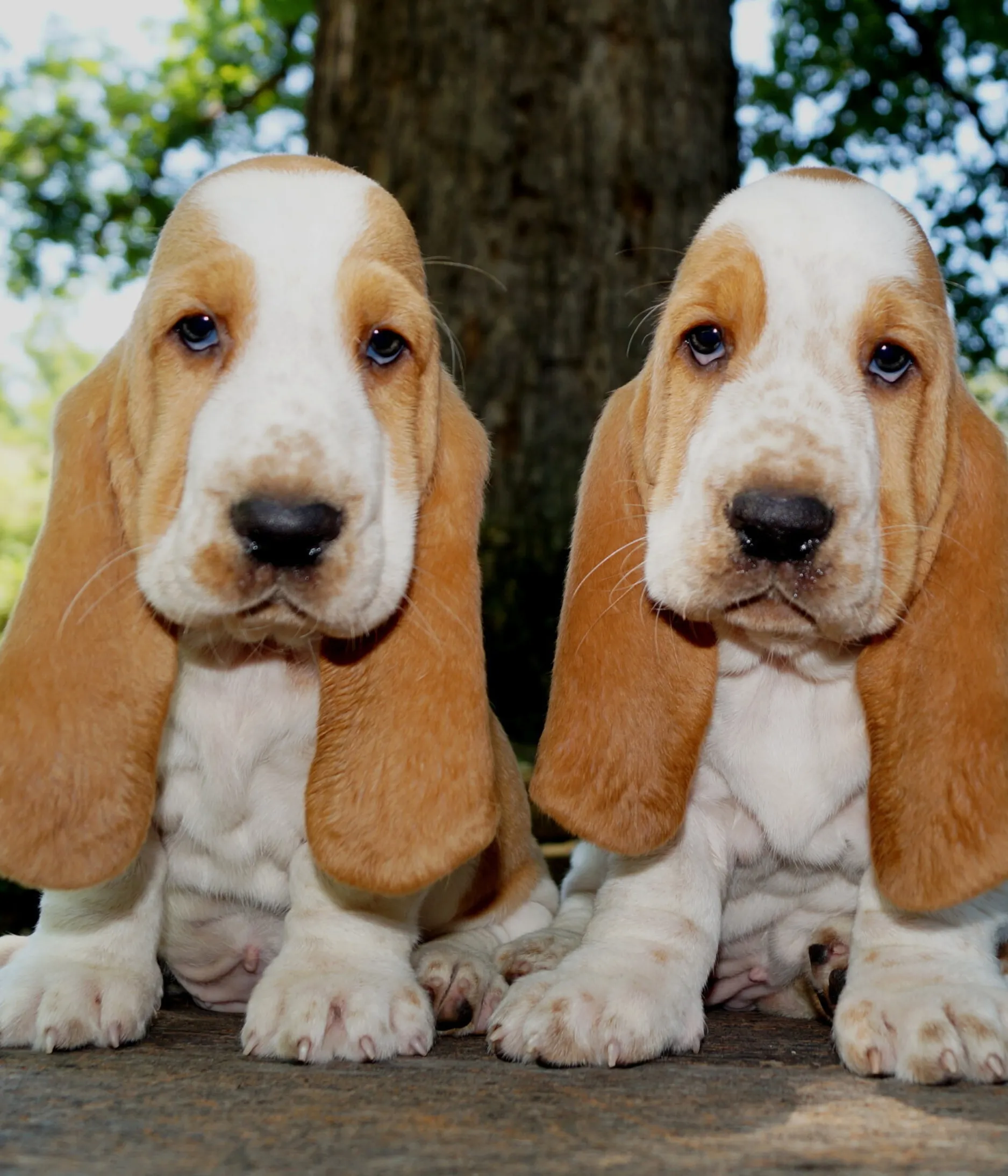 Two tan and white Basset Hound puppies playing