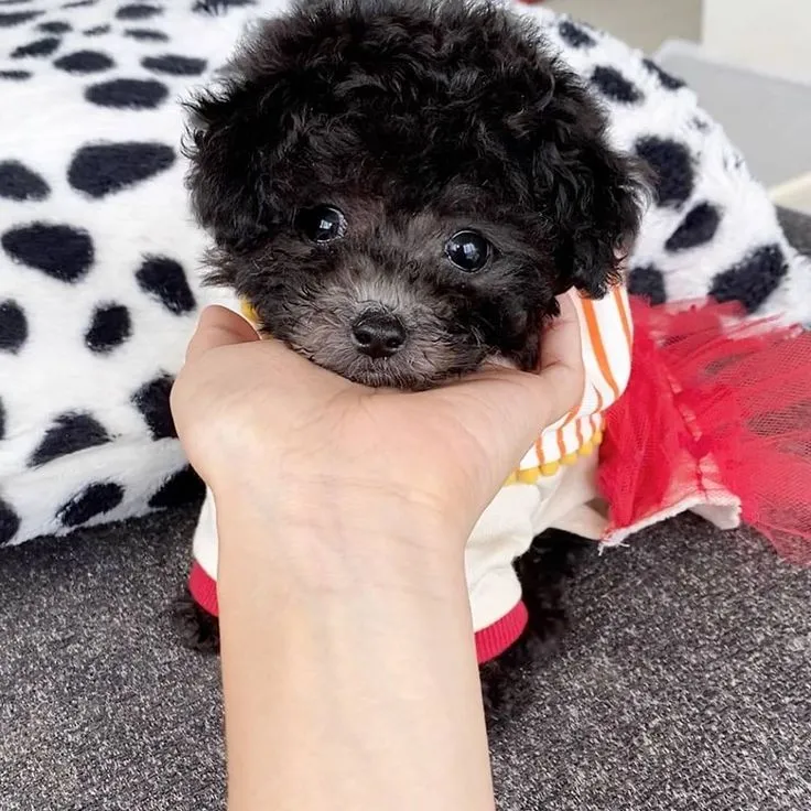 Two tiny teacup poodle puppies playing together on a soft blanket.